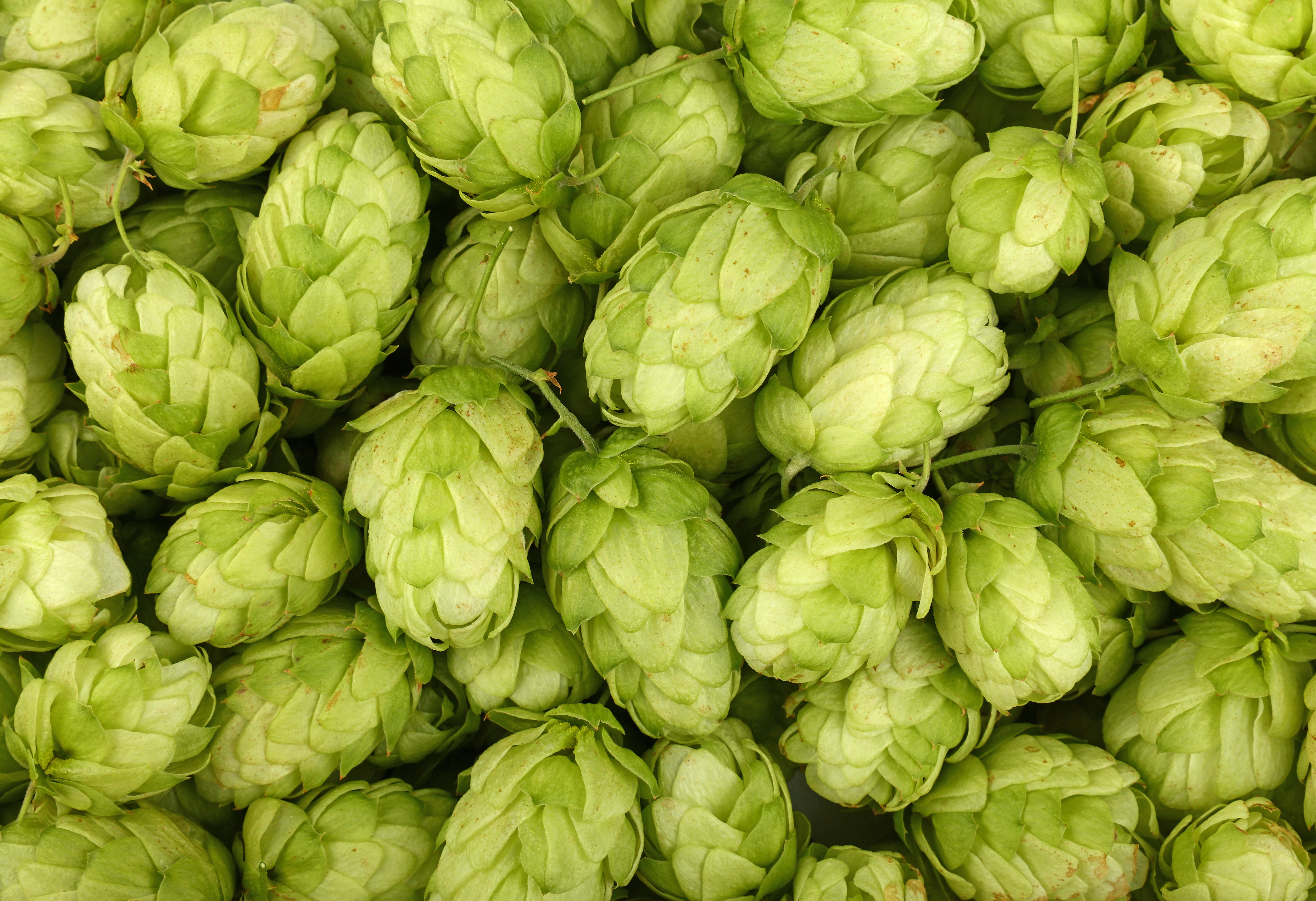 close-up-background-of-fresh-green-beer-hops-2022-09-16-05-20-19-utc